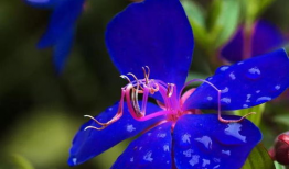 百花视频,精彩纷呈，尽享视听盛宴