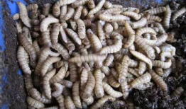 黑水虻养殖技术视频,揭秘高效生态养殖新趋势